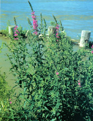 Purple Loosestrife
