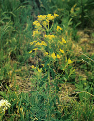 Leafy Spurge