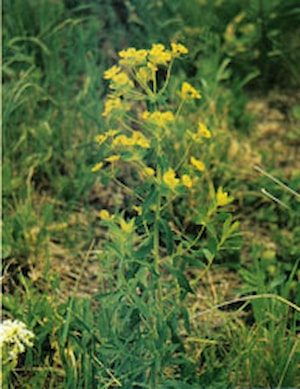 Leafy Spurge