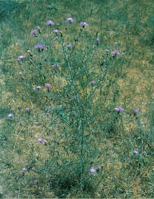Spotted & Diffuse Knapweeds