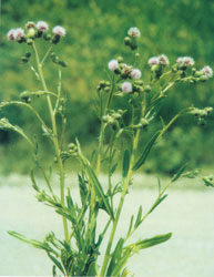 Canada Thistle