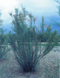 Saltcedar