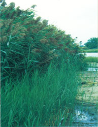 Phragmites