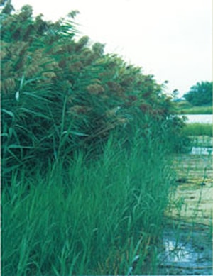 Phragmites
