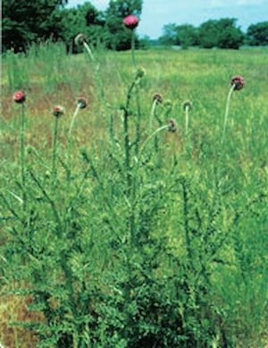 Musk Thistle