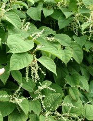Japanese Knotweed