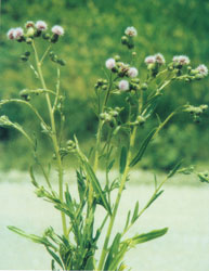 Picture of Canada Thistle