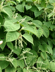 Picture of Japanese Knotweed