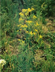 Picture of Leafy Spurge