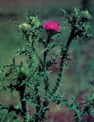 Picture of Plumless Thistle