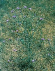 Picture of Spotted & Diffuse Knapweeds